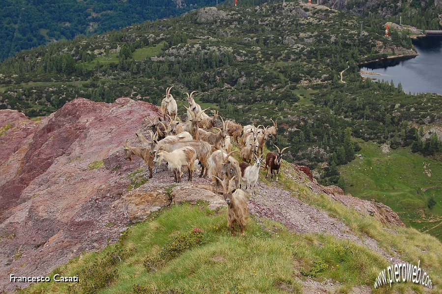 15 Capre al pascolo sul Pizzo dell'Orto.jpg